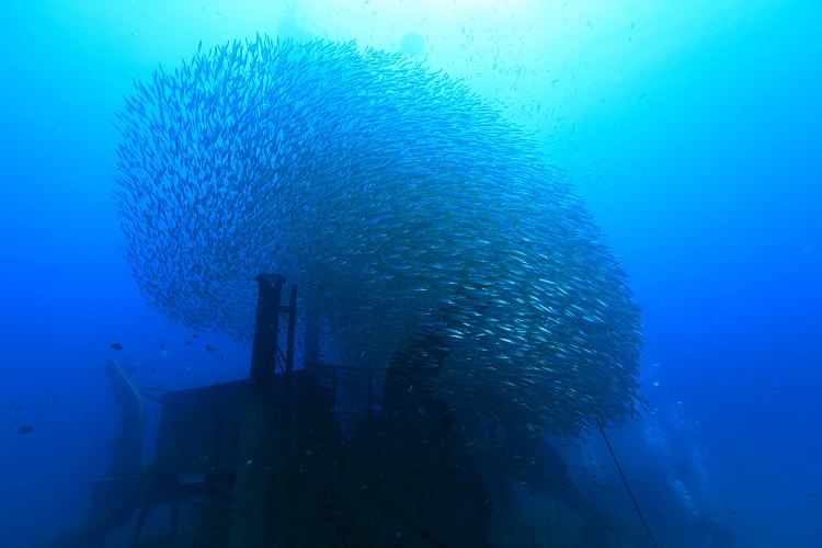 Liveaboard Image