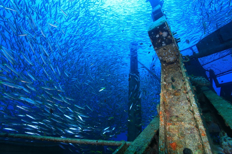 Liveaboard Image